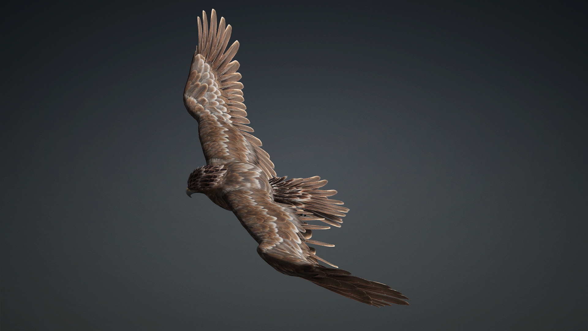 Eagle_C1 - Image 16