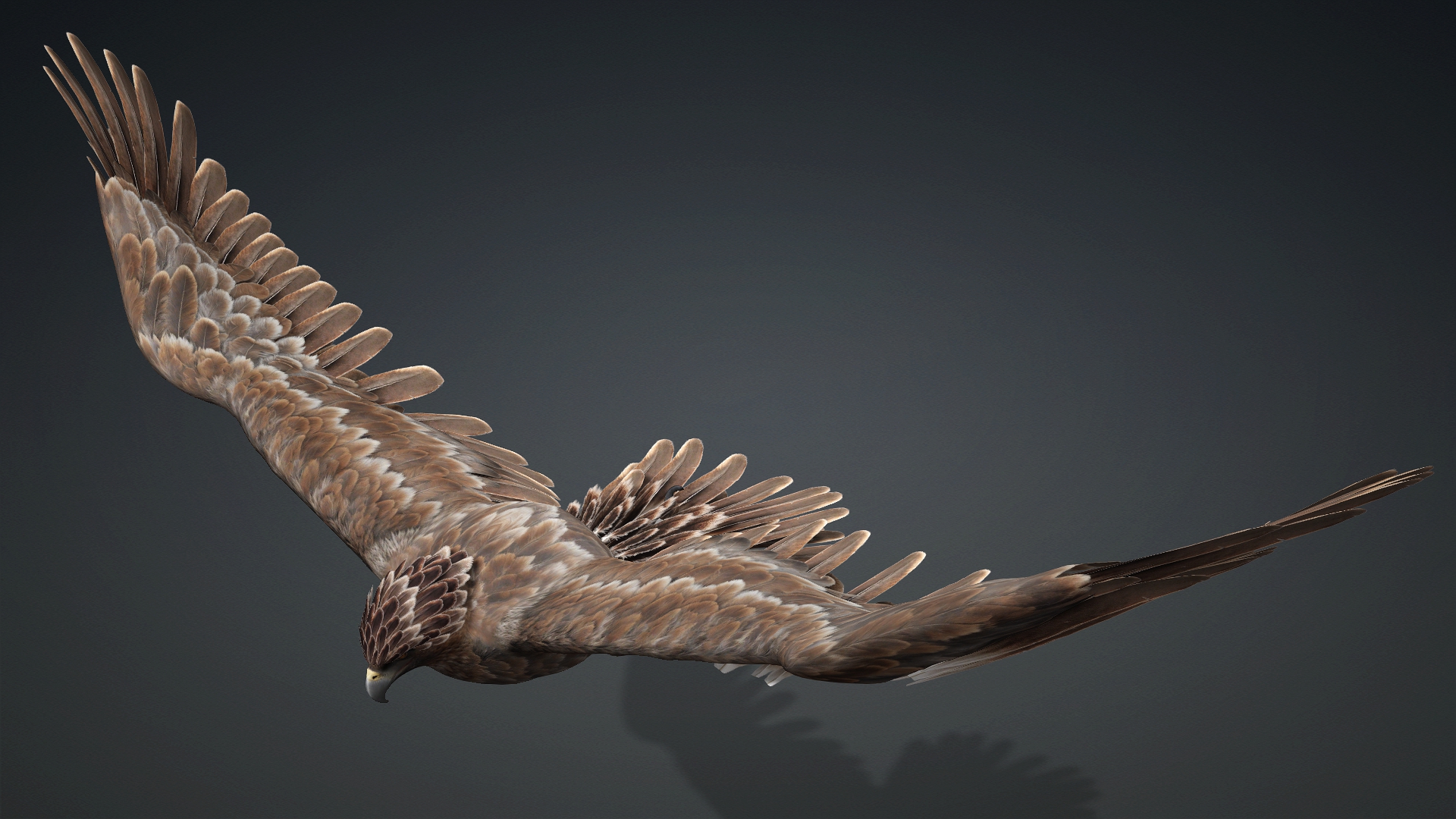 Eagle_C1 - Image 17