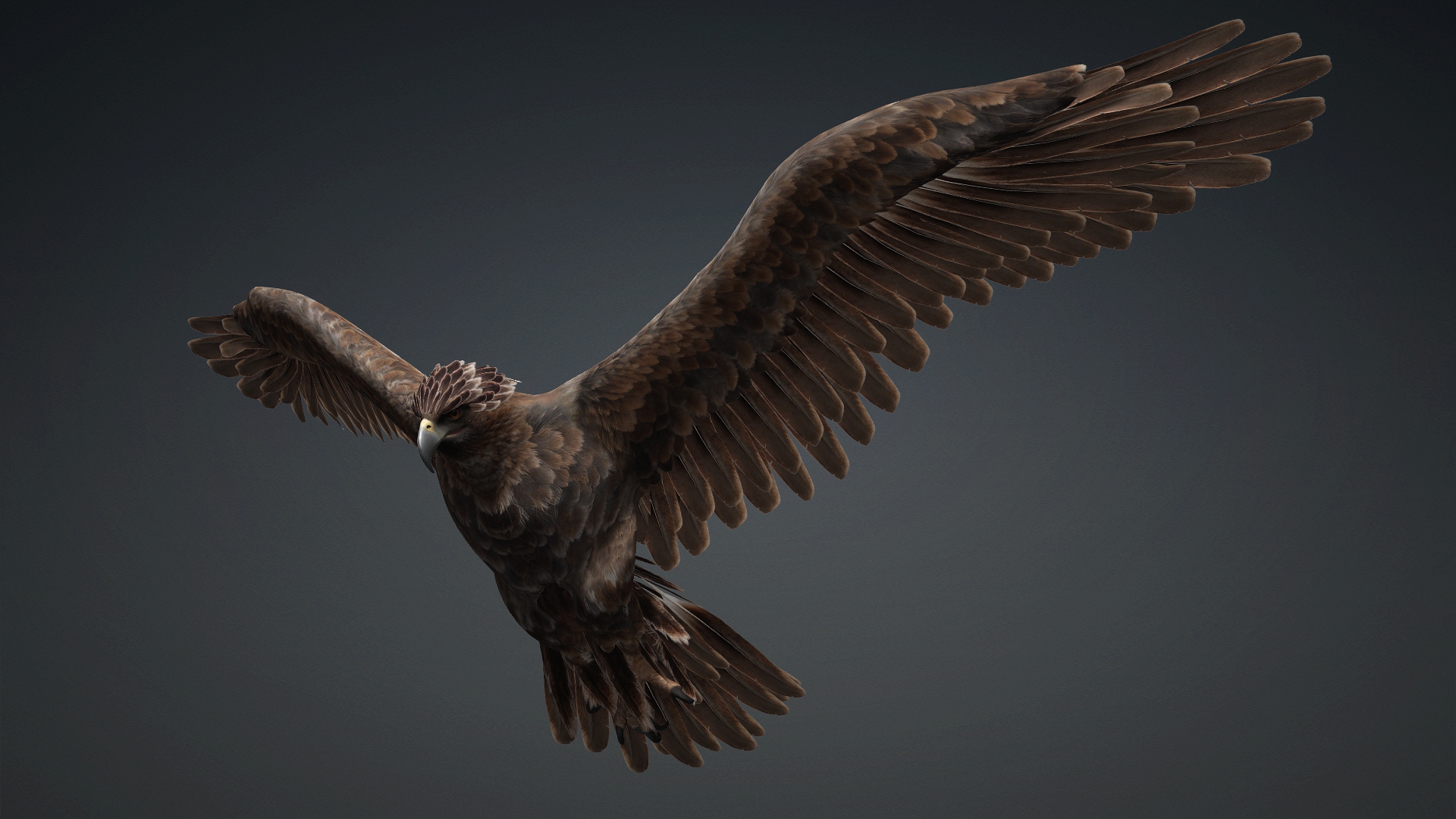 Eagle_C1 - Image 6