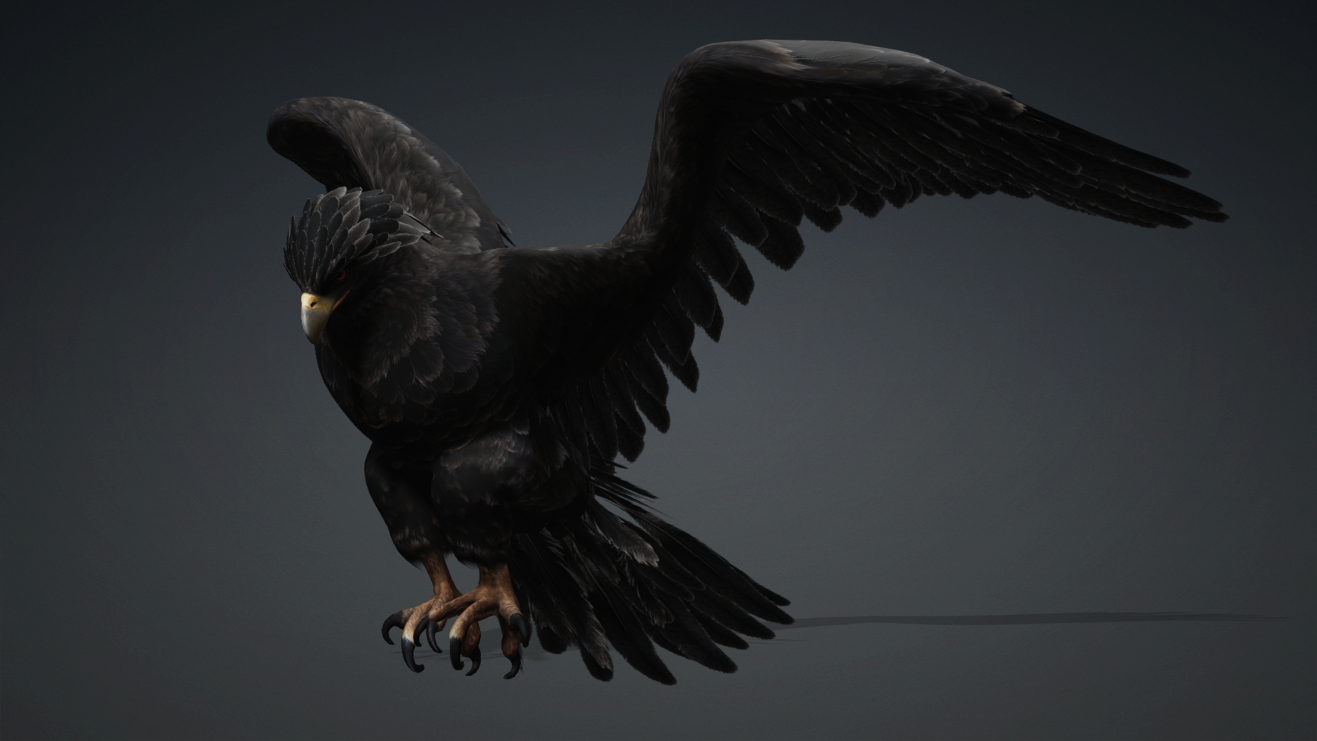 Eagle_C5 - Image 6