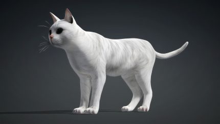 Alternative view of Cat_B2