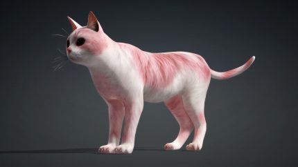 Alternative view of Cat_B3