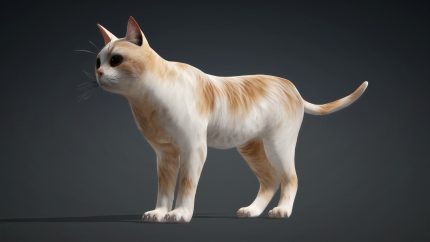 Alternative view of Cat_B4