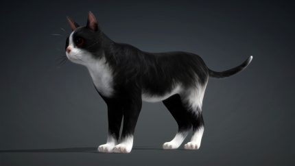 Alternative view of Cat_B5