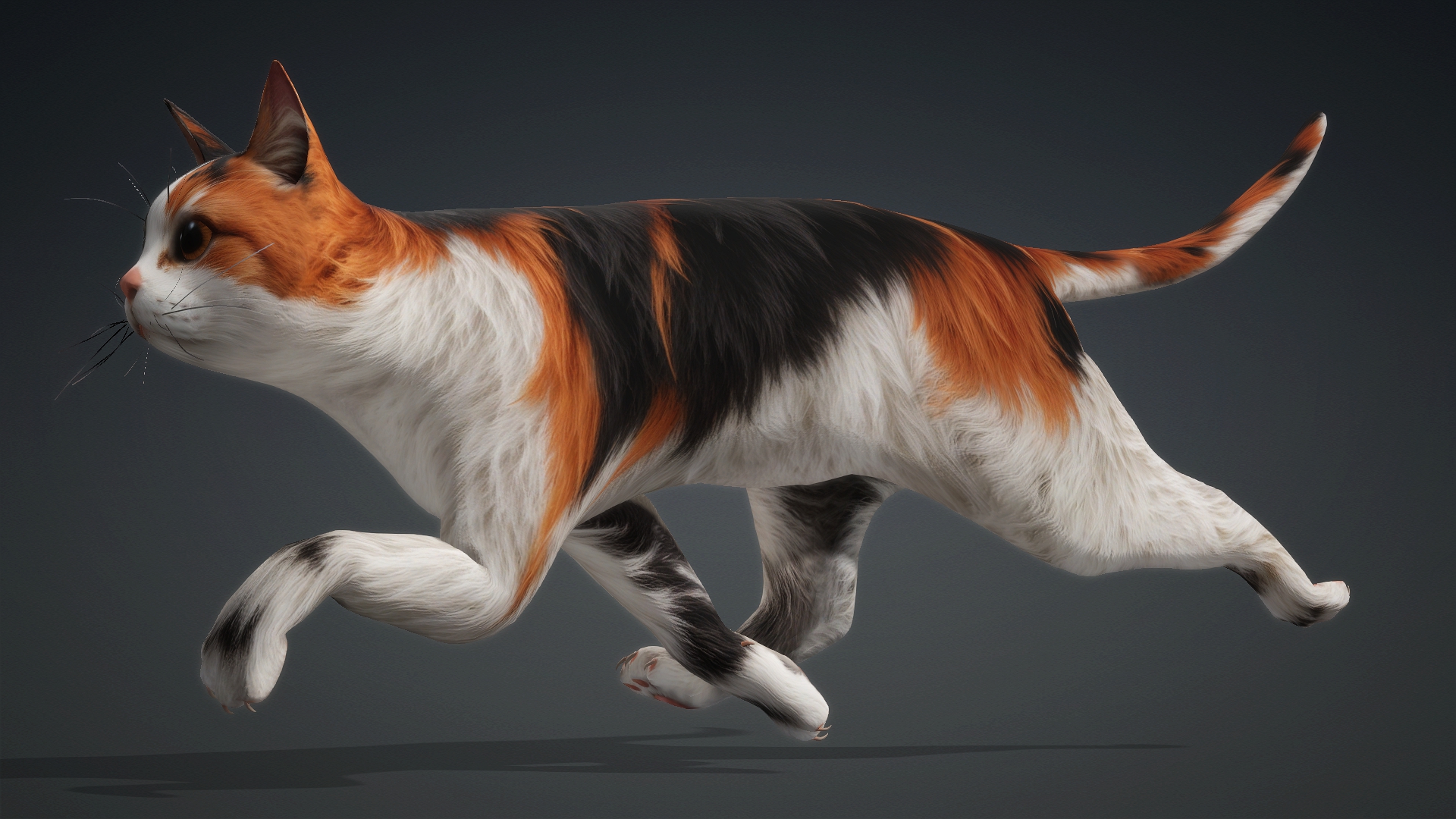 Cat_B1 - Image 14
