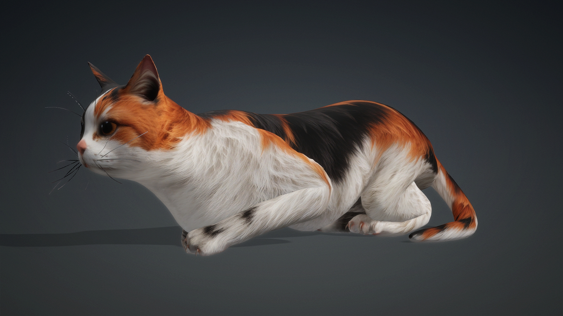 Cat_B1 - Image 16