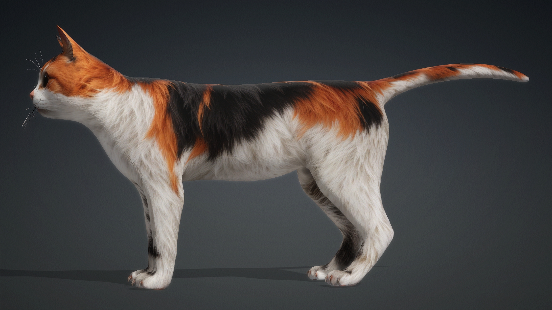 Cat_B1 - Image 4