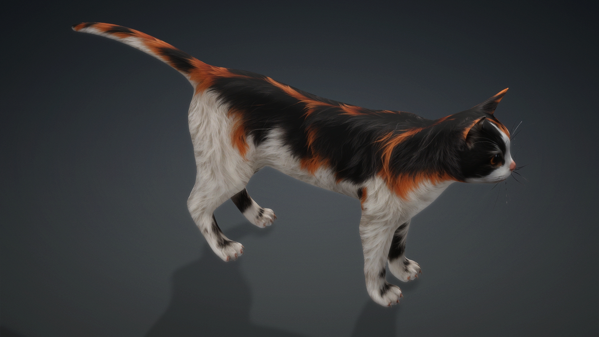 Cat_B1 - Image 5