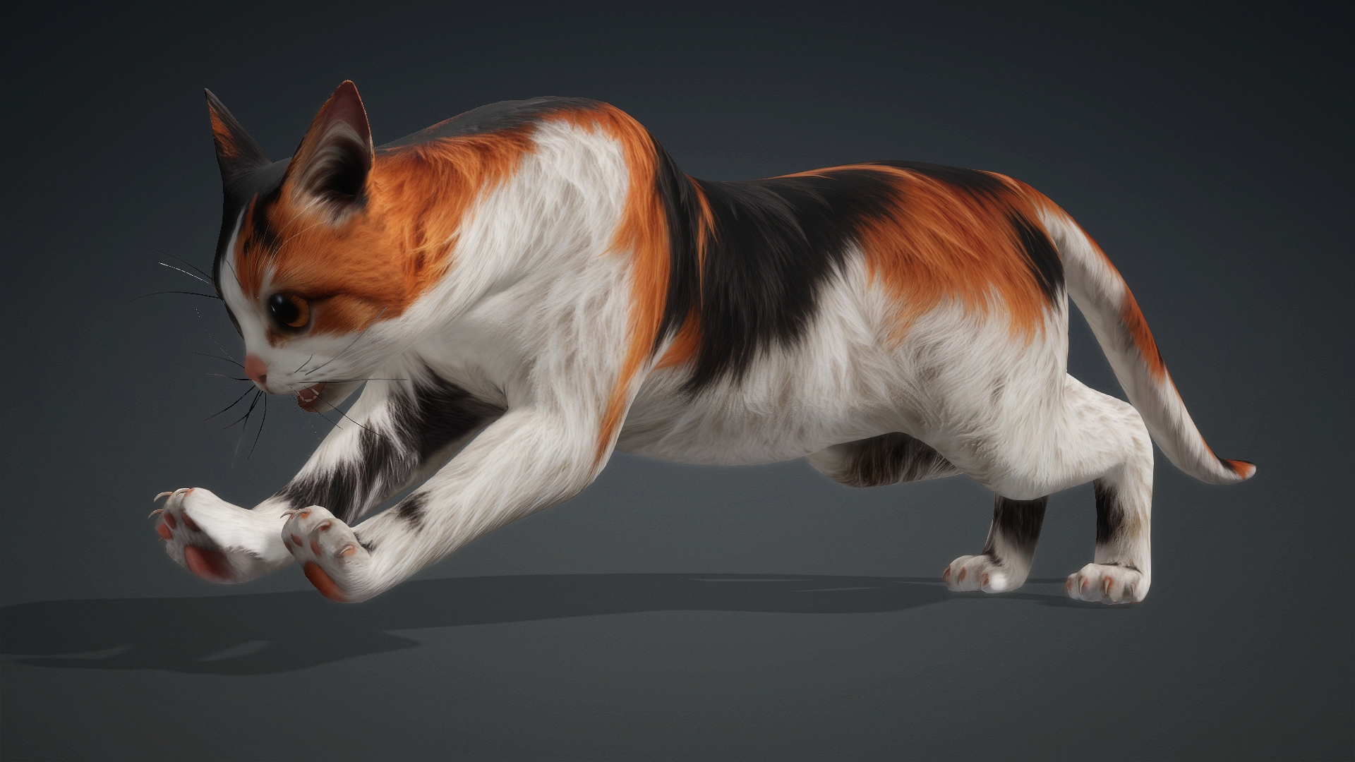Cat_B1 - Image 10