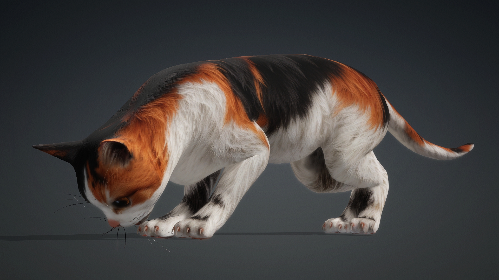 Cat_B1 - Image 11