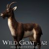 Wild Goat_A2