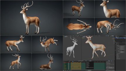 Alternative view of Pack 2026-Deer