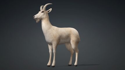 Alternative view of Wild Goat_A1