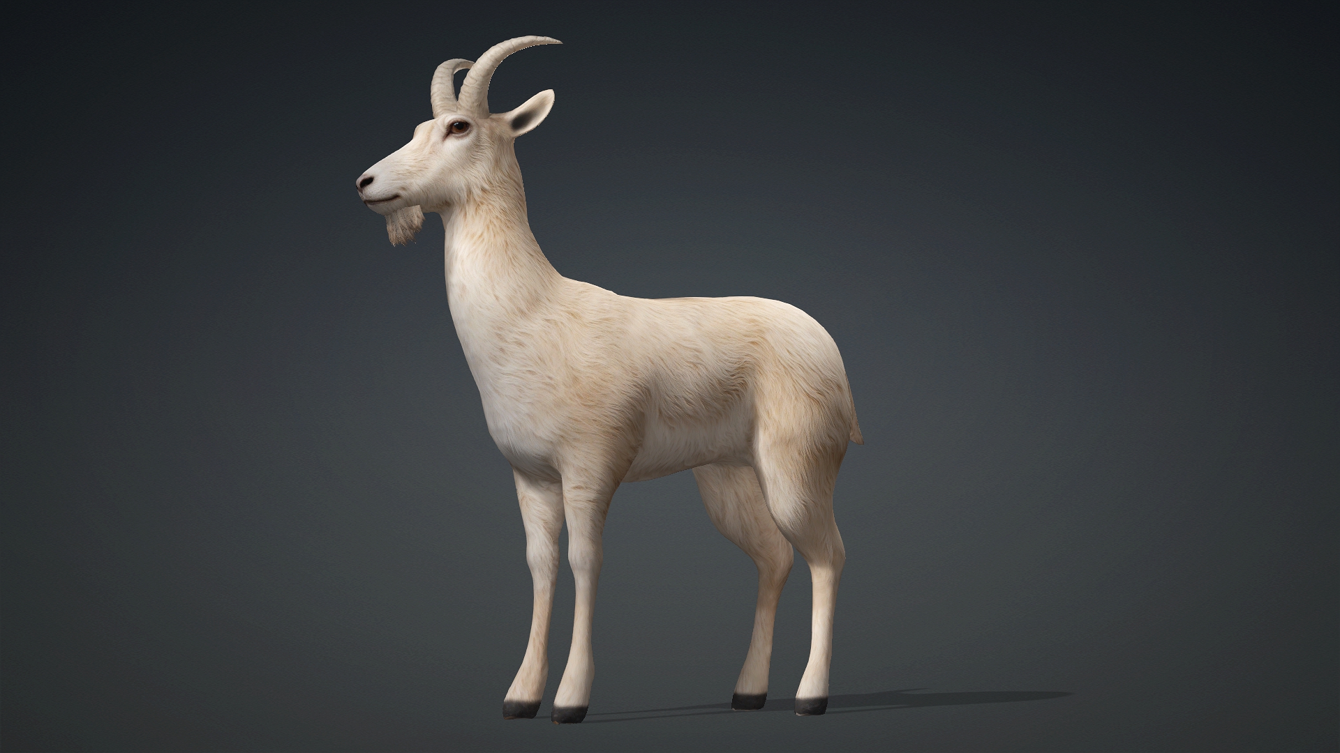 Wild Goat_A1 - Image 2