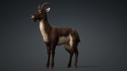 Alternative view of Wild Goat_A2