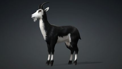 Alternative view of Wild Goat_A3
