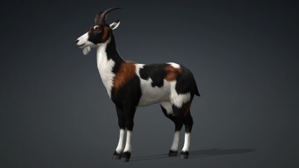 Alternative view of Wild Goat_A4