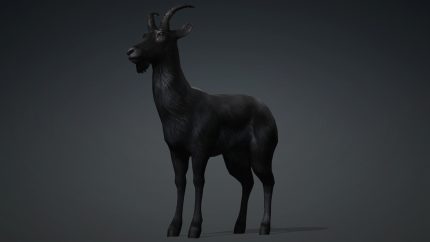 Alternative view of Wild Goat_A5