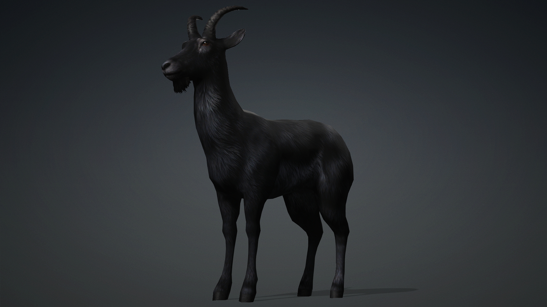 Wild Goat_A5 - Image 2