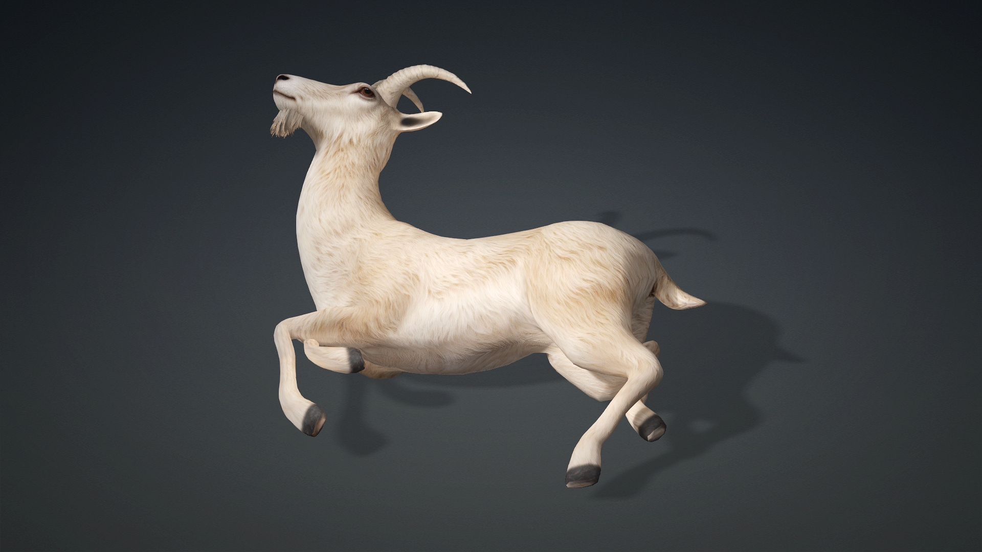 Wild Goat_A1 - Image 11