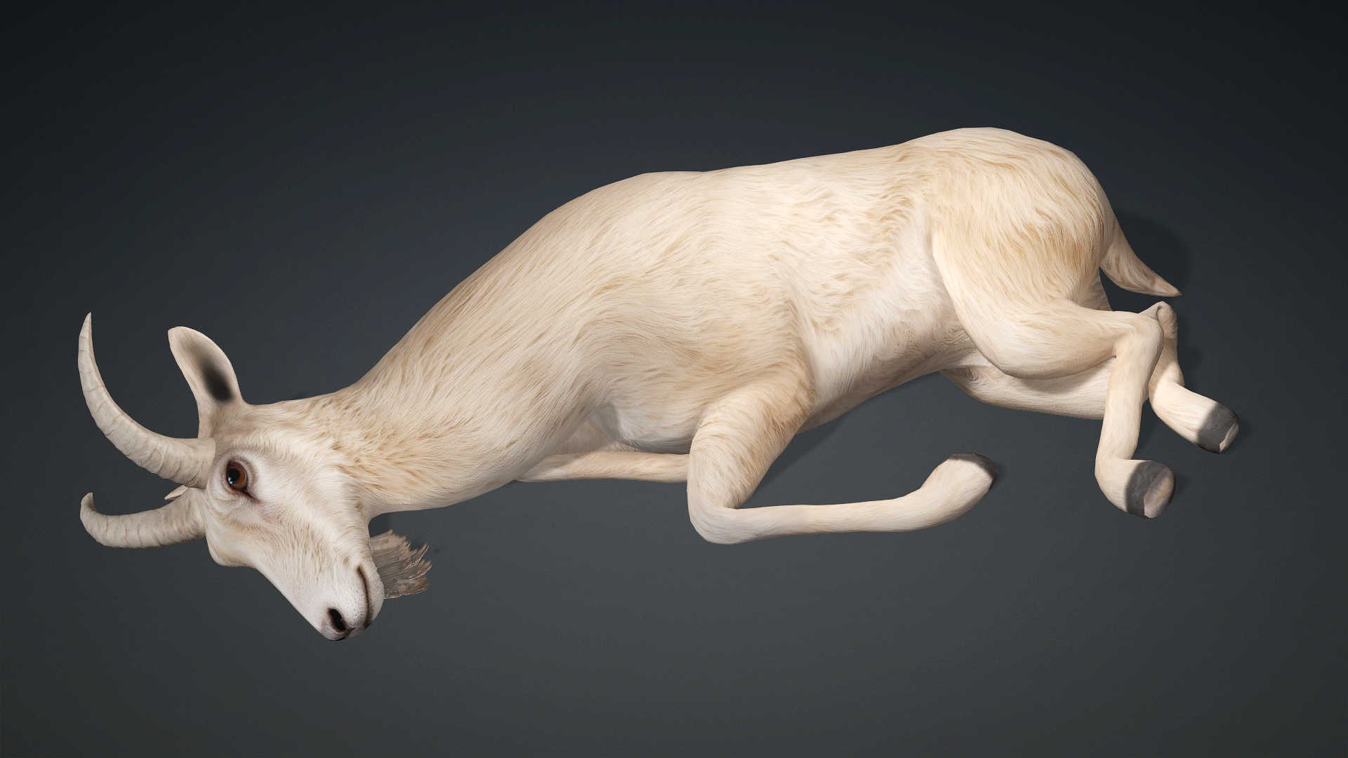 Wild Goat_A1 - Image 12