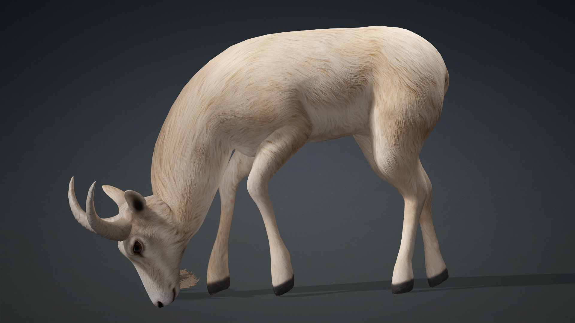 Wild Goat_A1 - Image 13