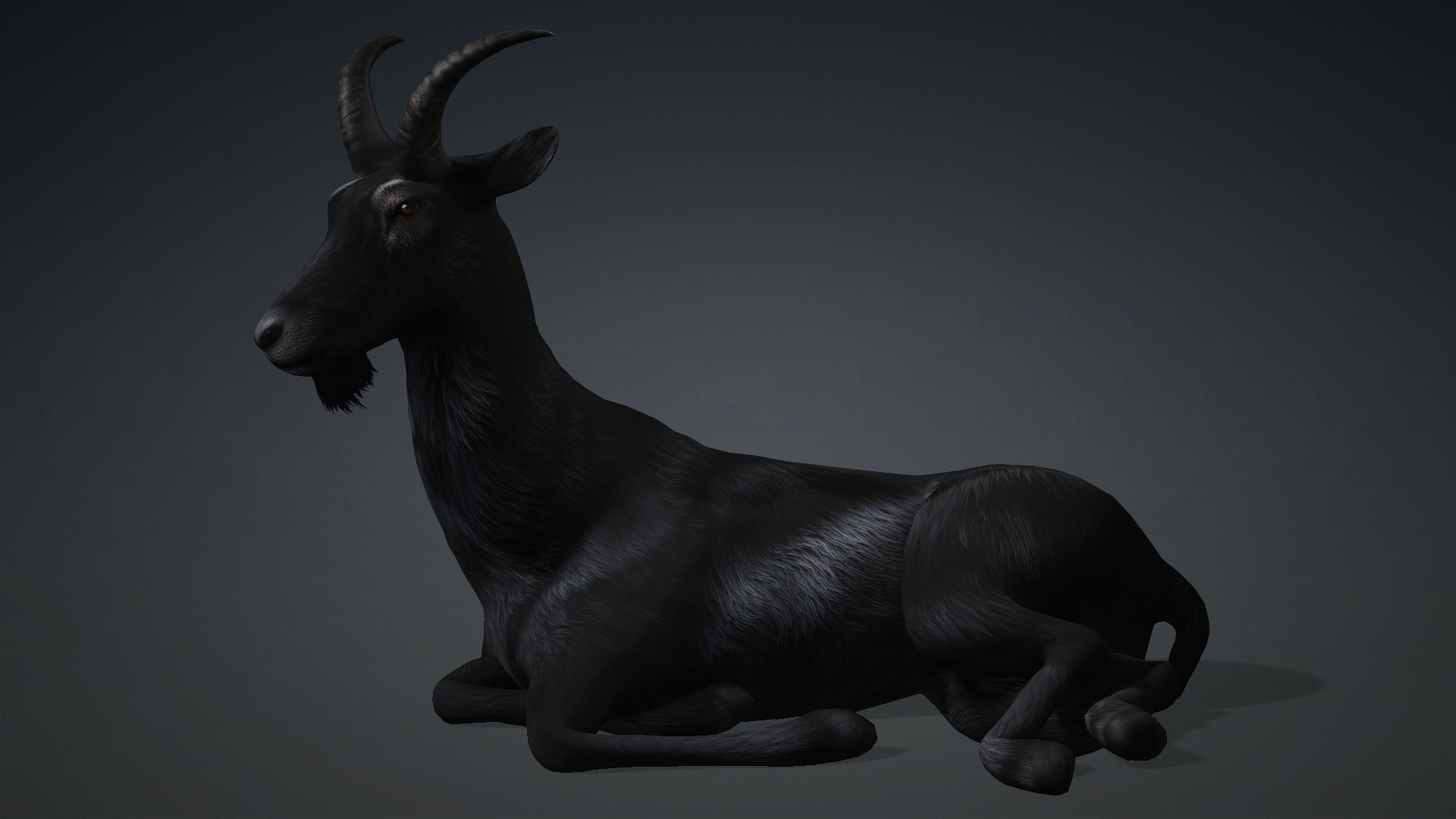 Wild Goat_A5 - Image 13