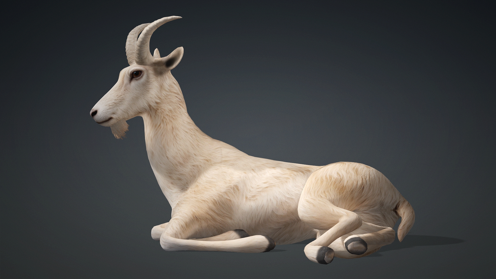 Wild Goat_A1 - Image 14