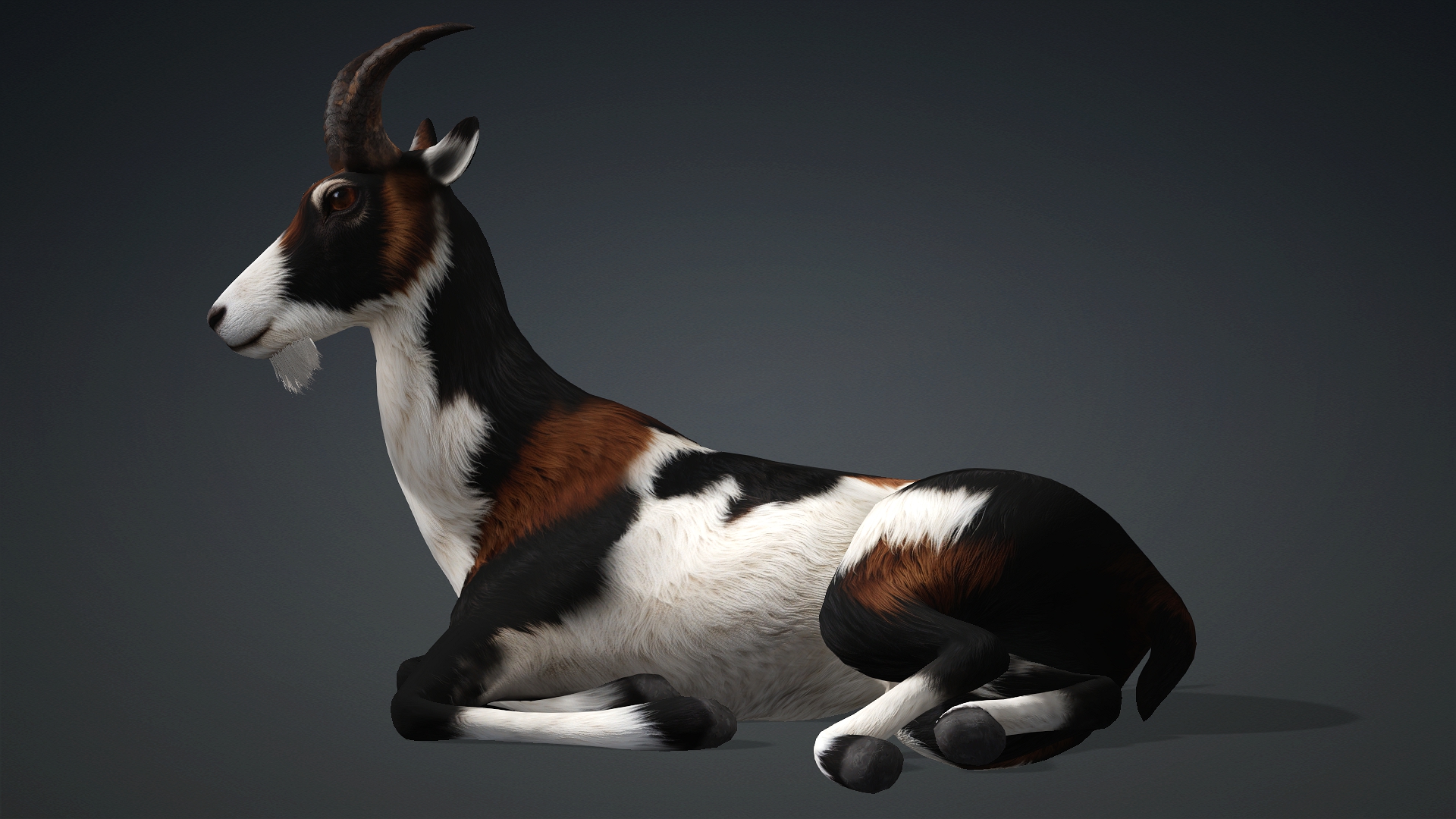 Wild Goat_A4 - Image 14