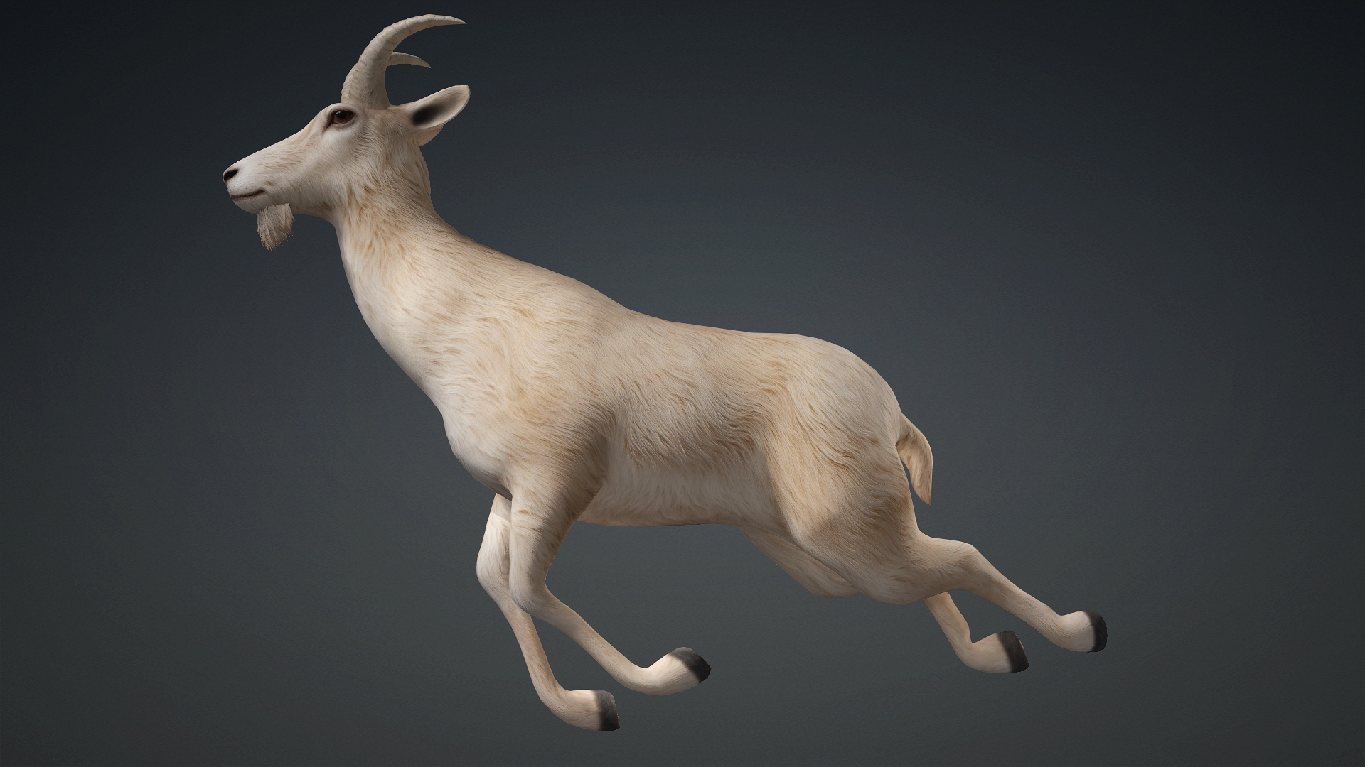 Wild Goat_A1 - Image 15