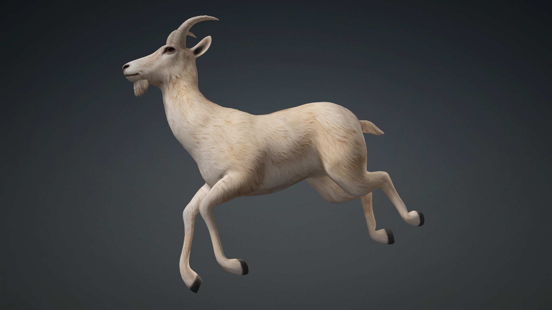 Wild Goat_A1 - Image 16