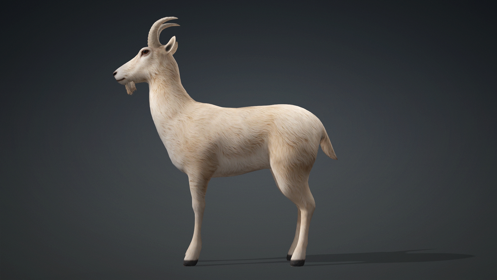 Wild Goat_A1 - Image 3
