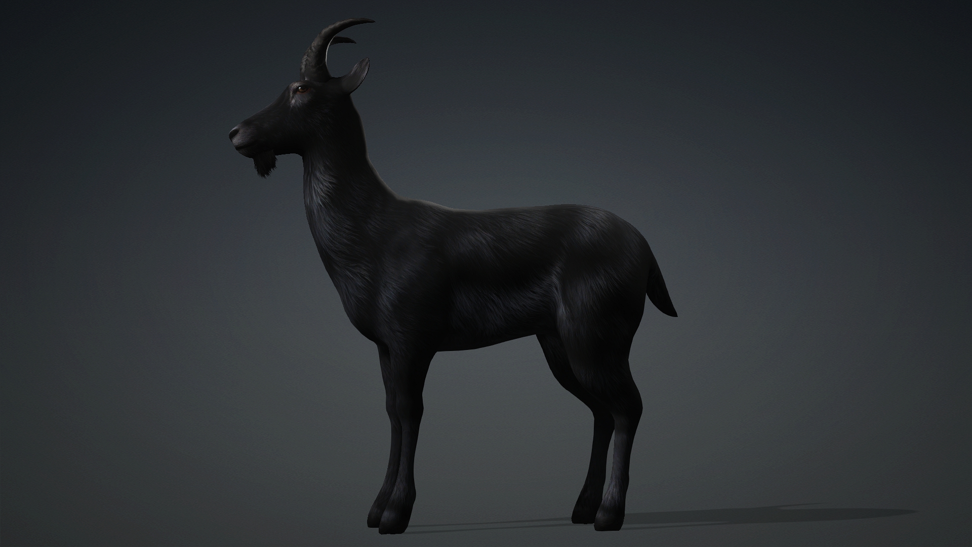 Wild Goat_A5 - Image 3