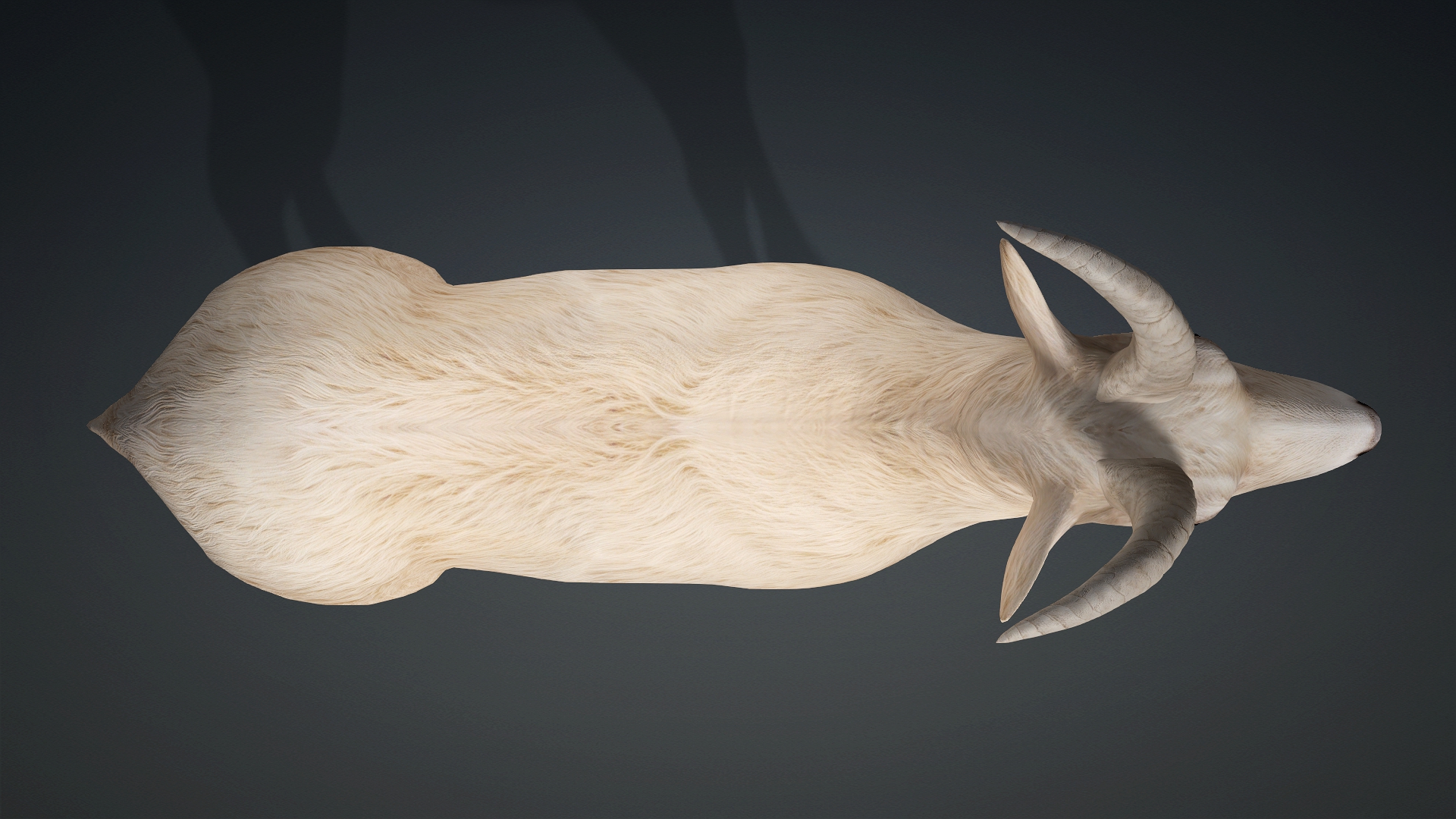 Wild Goat_A1 - Image 4