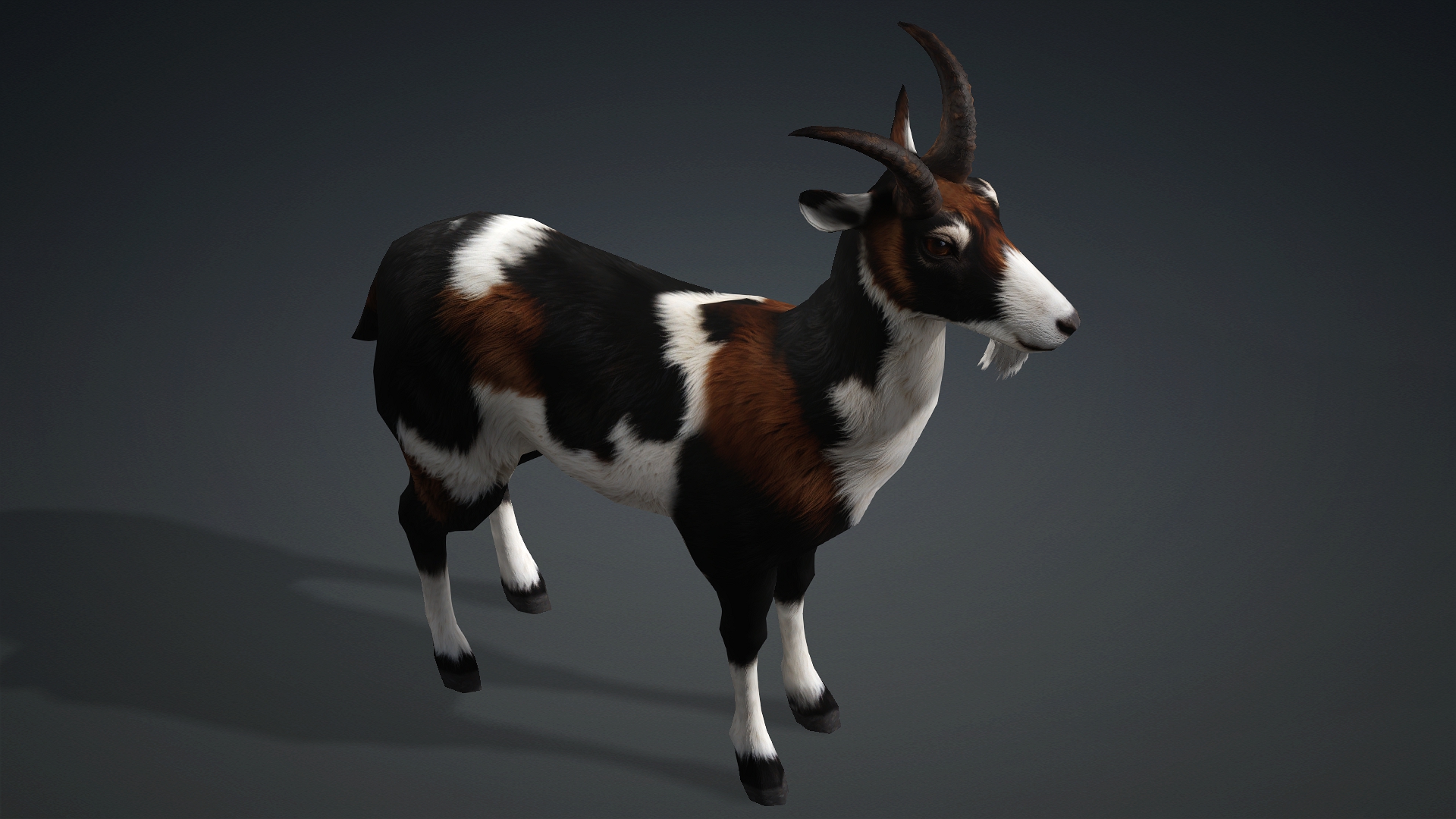 Wild Goat_A4 - Image 4