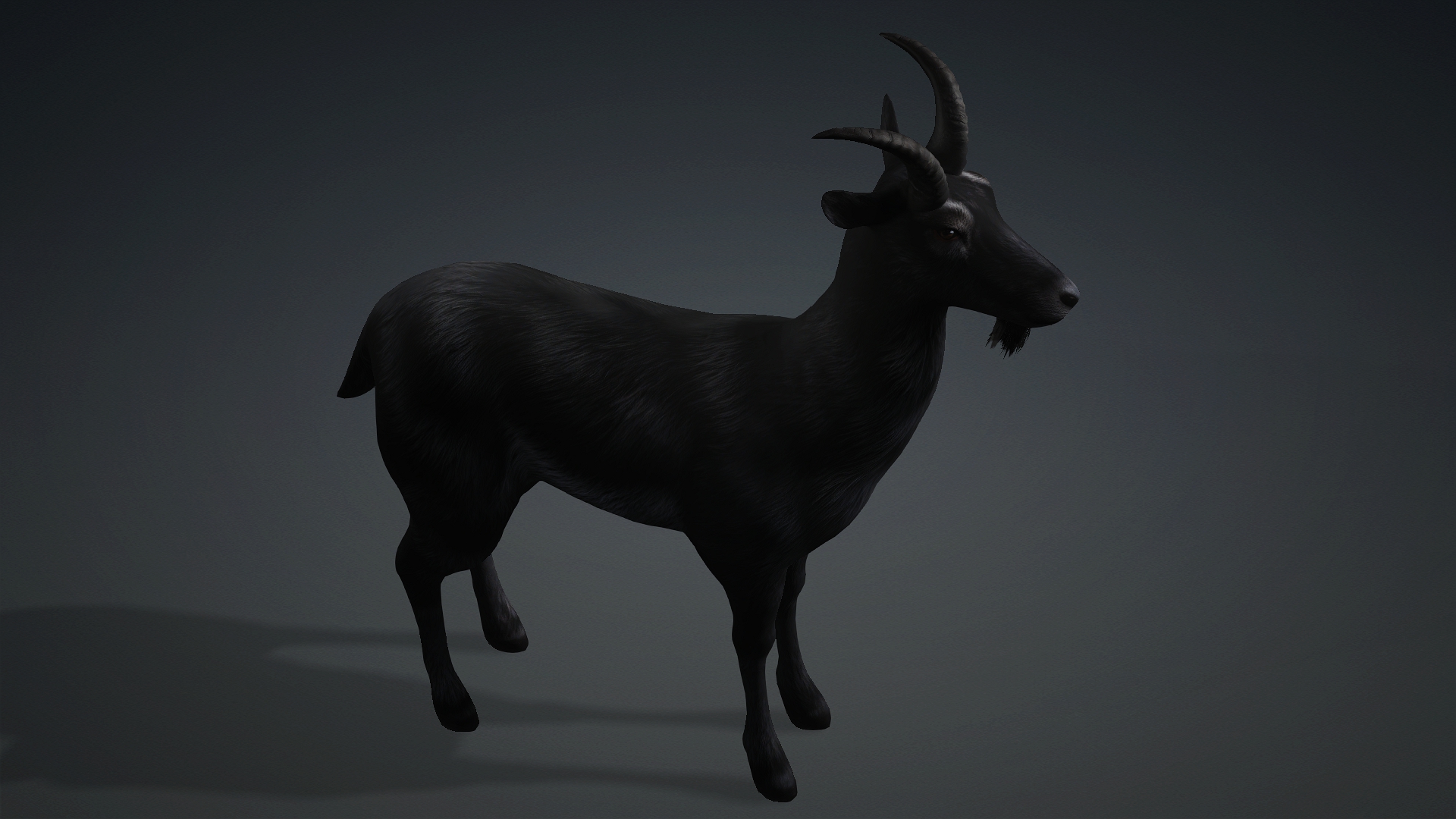 Wild Goat_A5 - Image 4