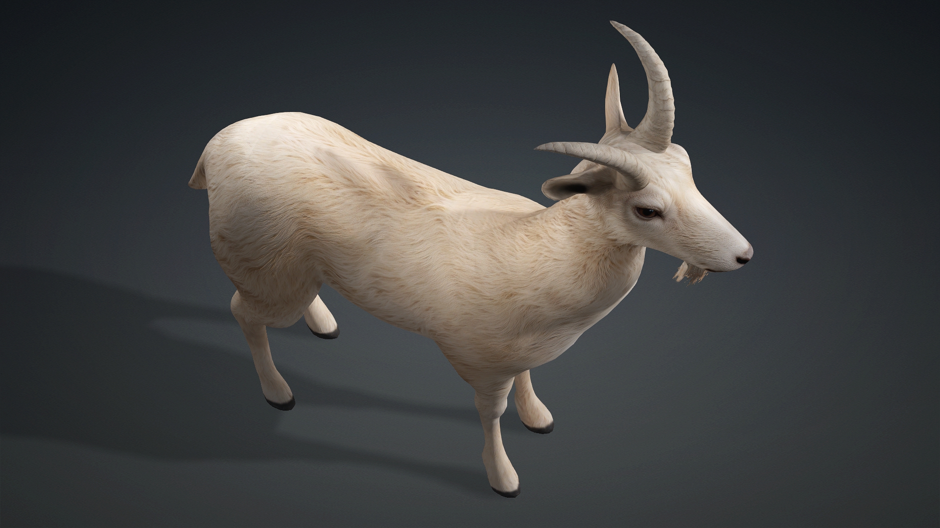 Wild Goat_A1 - Image 5