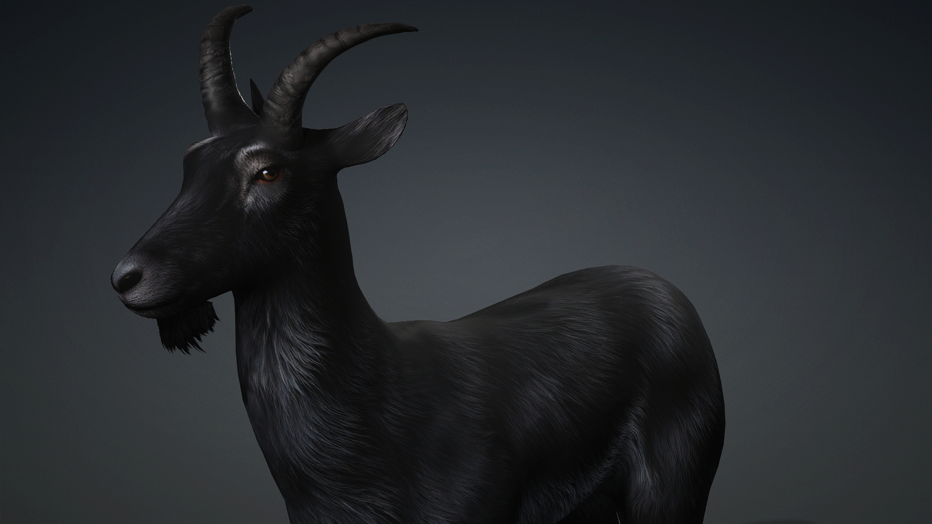 Wild Goat_A5 - Image 5