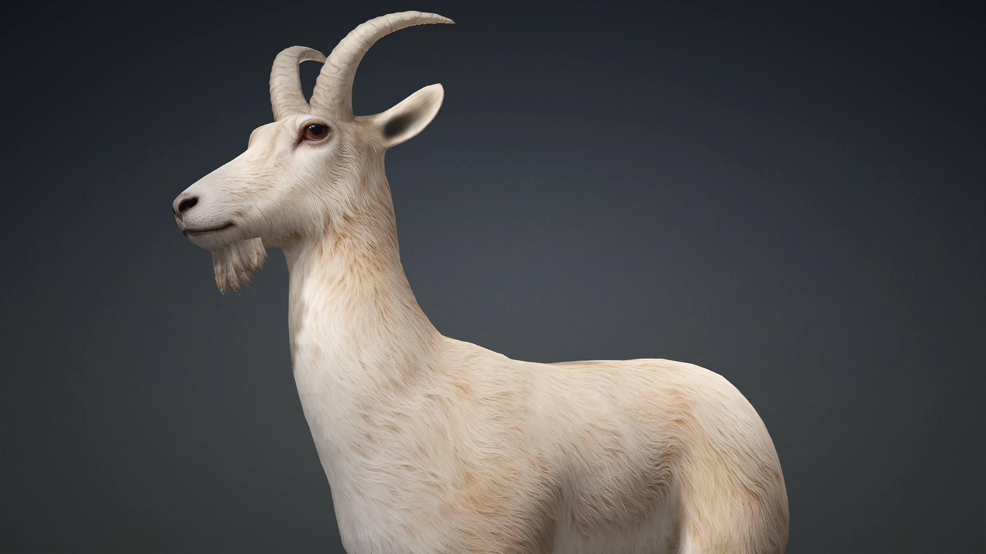 Wild Goat_A1 - Image 6