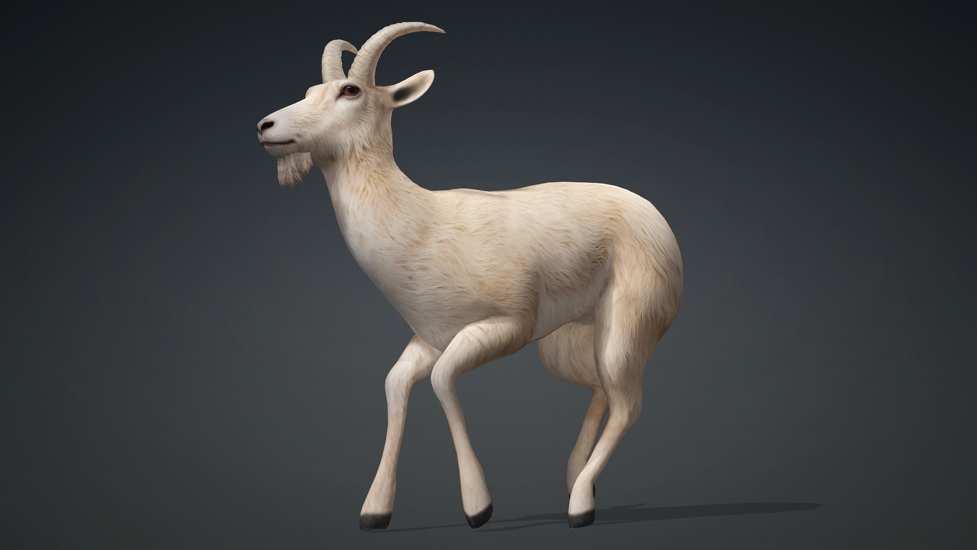 Wild Goat_A1 - Image 7