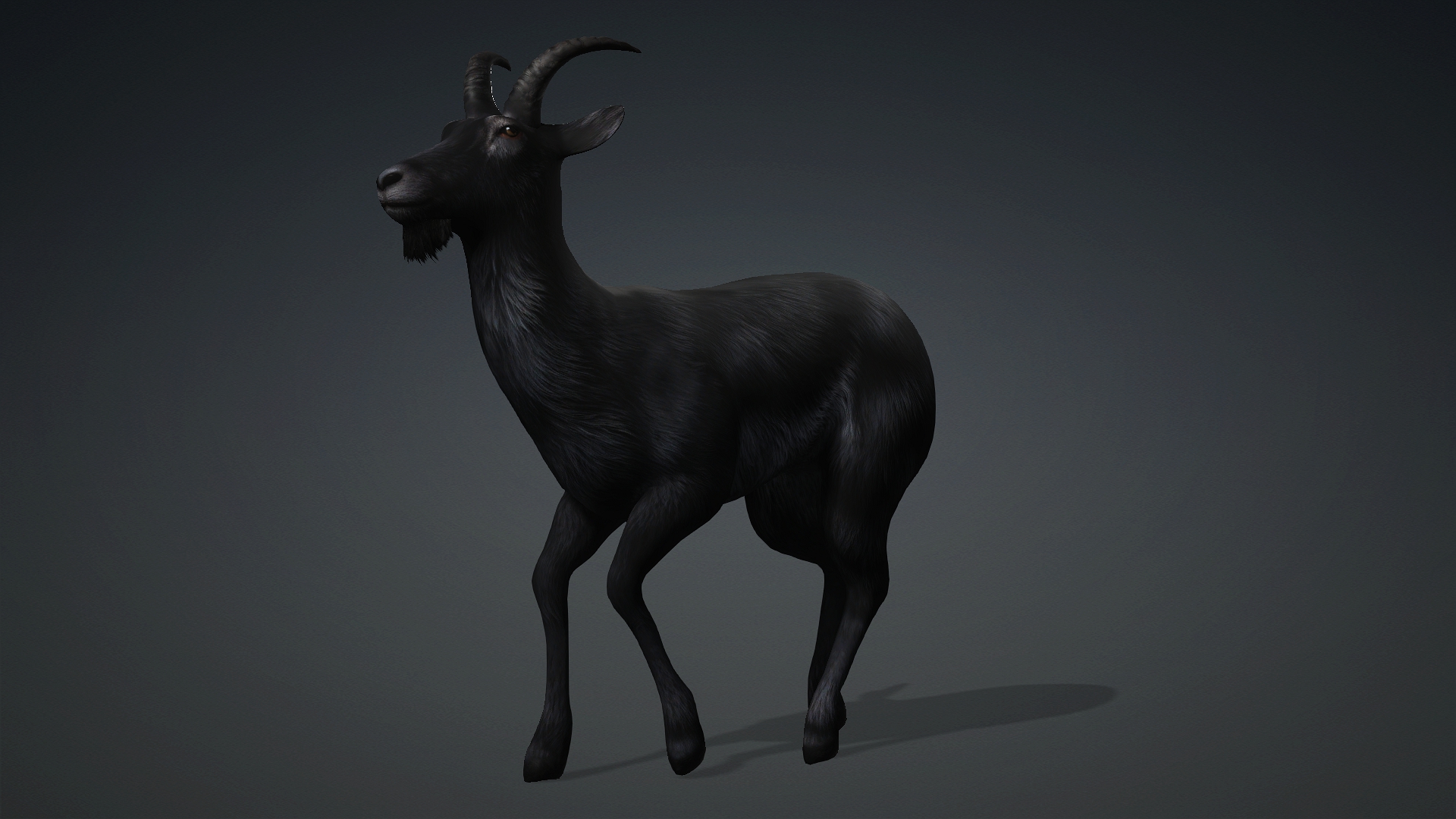 Wild Goat_A5 - Image 7