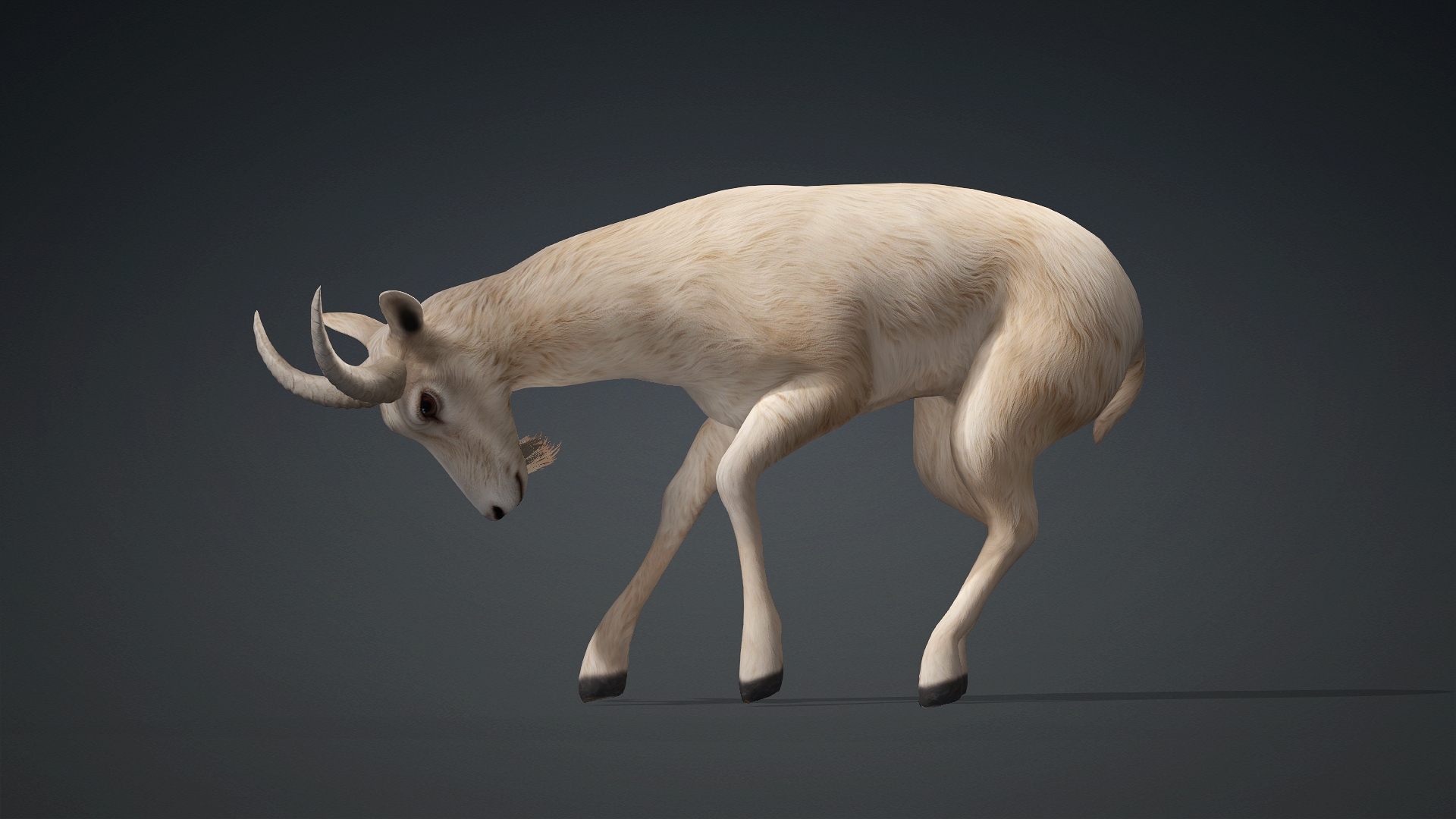Wild Goat_A1 - Image 8