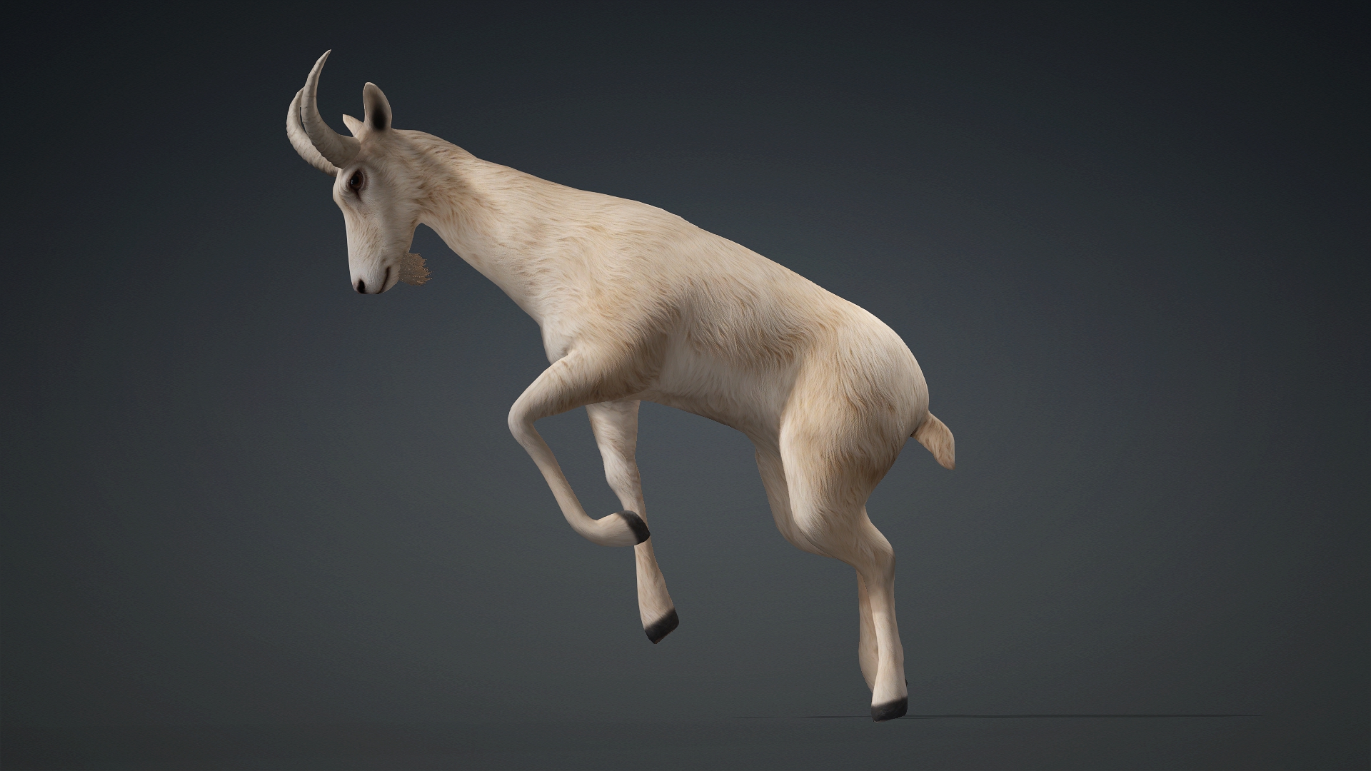 Wild Goat_A1 - Image 9