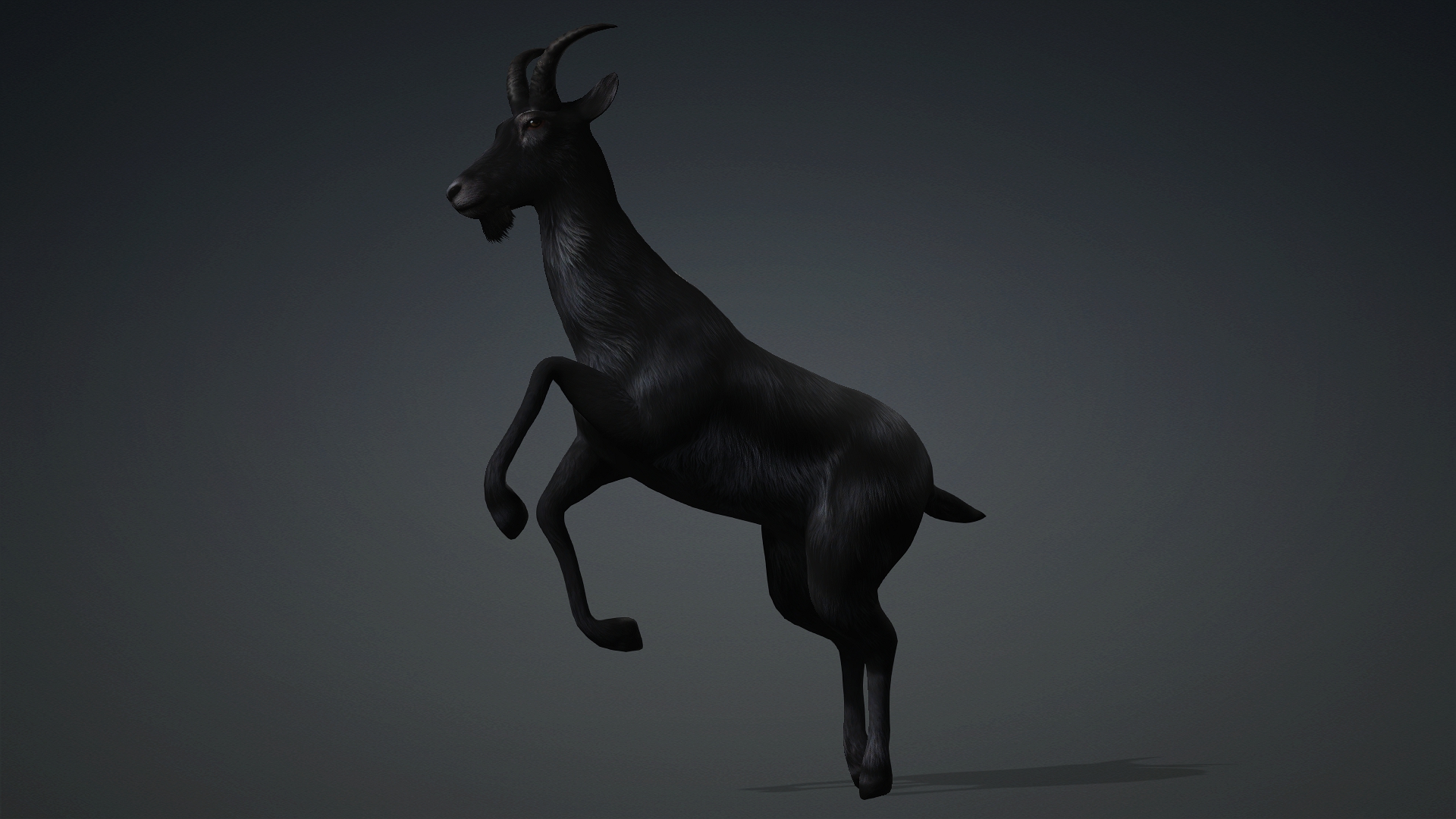 Wild Goat_A5 - Image 9