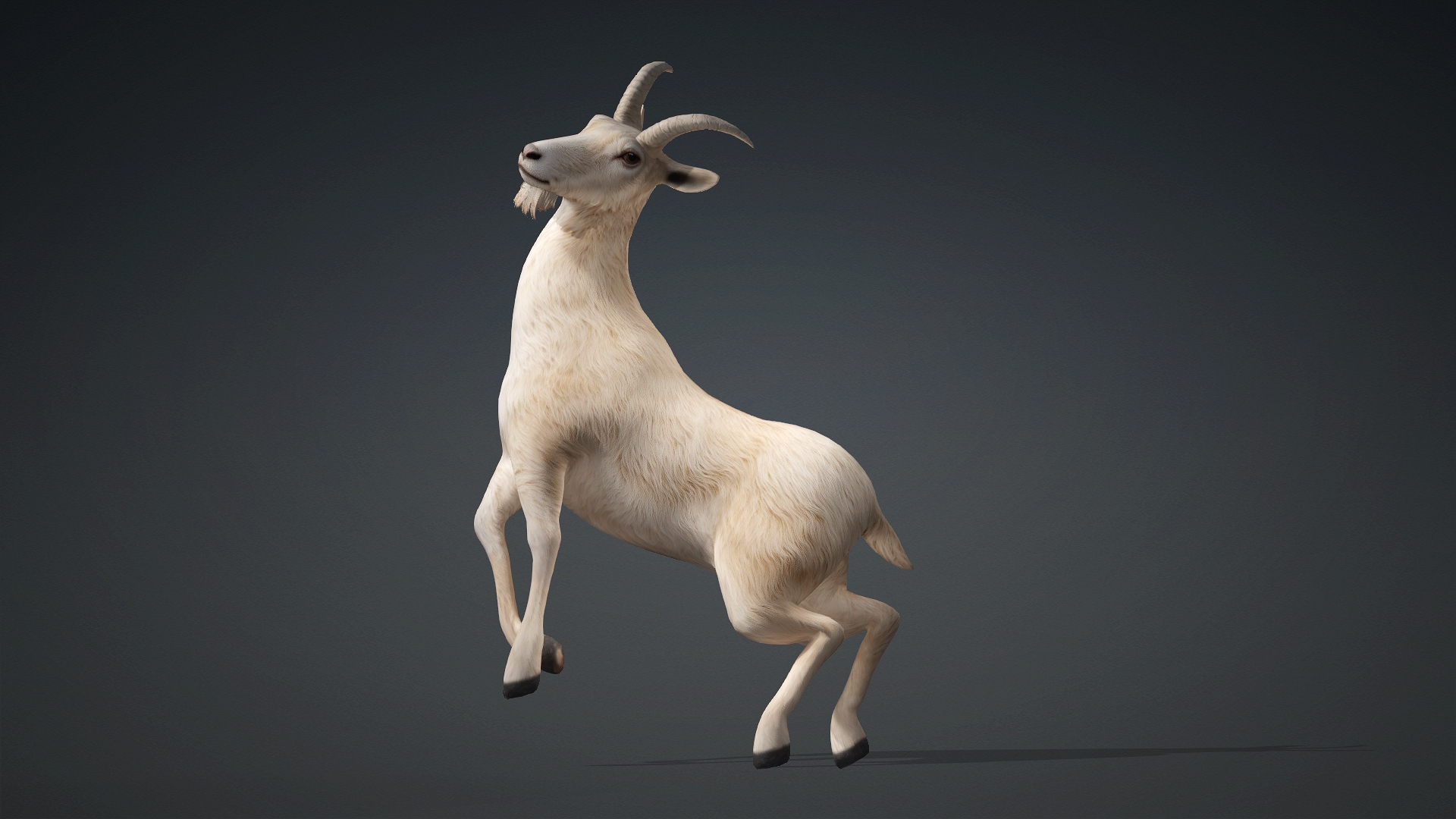 Wild Goat_A1 - Image 10